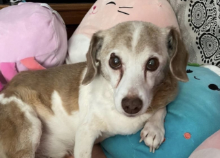 Illustration de l'article : Ce chien errant âgé trouve enfin l’amour pour finir ses jours en paix