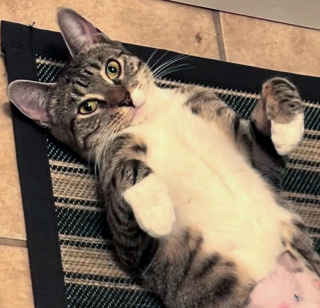 Illustration de l'article : Un chat errant s’installe devant une caserne et gagne le cœur des pompiers