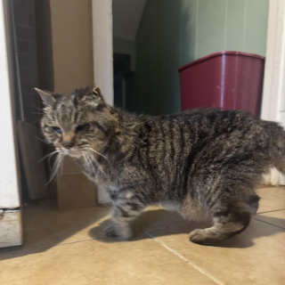 Illustration de l'article : Un vieux chat disparaît pendant 3 semaines puis rentre chez lui comme si de rien n’était