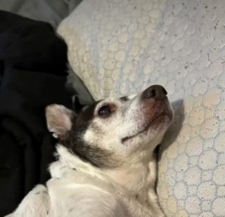 Illustration de l'article : Une chienne en détresse est retrouvée sur un caddie flottant au milieu d’un canal