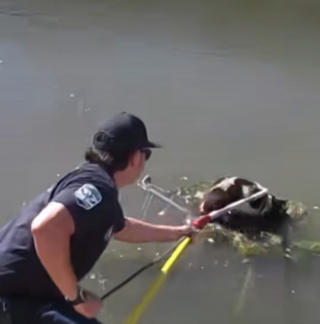 Illustration de l'article : Une chienne en détresse est retrouvée sur un caddie flottant au milieu d’un canal