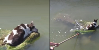 Illustration de l'article : Une chienne en détresse est retrouvée sur un caddie flottant au milieu d’un canal