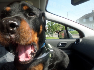 Illustration de l'article : Le coeur brisé, un homme en appelle au soutien de la communauté pour faire partir sa chienne dignement