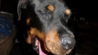 Illustration de l'article : Le coeur brisé, un homme en appelle au soutien de la communauté pour faire partir sa chienne dignement