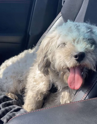 Illustration de l'article : Un chien abandonné et attaché en plein soleil est sauvé in extremis