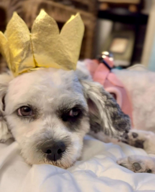 Illustration de l'article : Un chien abandonné et attaché en plein soleil est sauvé in extremis