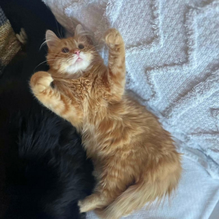 Illustration de l'article : Un chaton affamé s’approche d’une maison en quête d’amour et trouve le bonheur