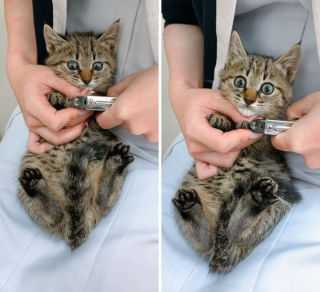 Illustration de l'article : 10 photos de chats qui découvrent quelque chose pour la première fois