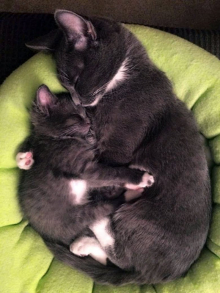 Illustration de l'article : 10 photos de chats qui découvrent quelque chose pour la première fois