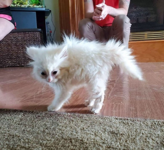 Illustration de l'article : 10 photos de chats qui découvrent quelque chose pour la première fois