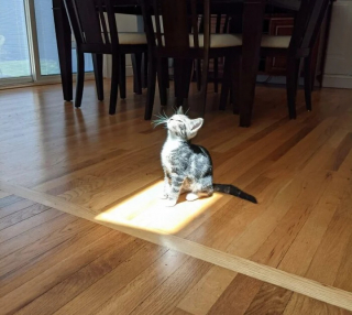 Illustration de l'article : 10 photos de chats qui découvrent quelque chose pour la première fois