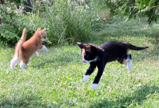 Illustration de l'article : 10 photos de chats qui découvrent quelque chose pour la première fois