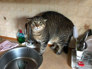 Illustration de l'article : 10 photos de chats qui découvrent quelque chose pour la première fois