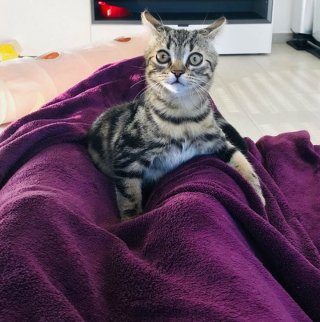 Illustration de l'article : 10 photos de chats qui découvrent quelque chose pour la première fois