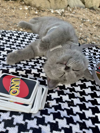 Illustration de l'article : 10 photos de chats qui découvrent quelque chose pour la première fois