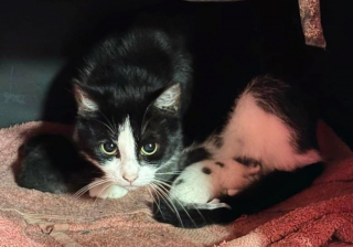 Illustration de l'article : Après le décès de leur propriétaire, 7 chats errants rencontrent un sauveur inattendu