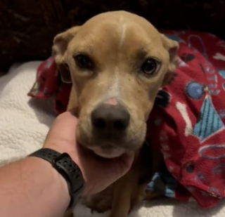 Illustration de l'article : Un géomètre découvre un chien affamé sur le terrain qu’il cartographie et décide de lui venir en aide