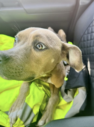 Illustration de l'article : Un géomètre découvre un chien affamé sur le terrain qu’il cartographie et décide de lui venir en aide