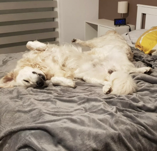 Illustration de l'article : 10 chiens qui adorent le confort de leur maison