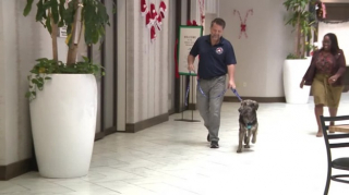 Illustration de l'article : Ce chien secouru lors d’une opération militaire retrouve son sauveur des mois plus tard