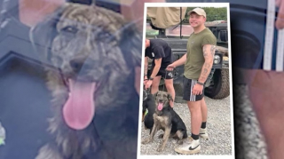 Illustration de l'article : Ce chien secouru lors d’une opération militaire retrouve son sauveur des mois plus tard