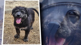 Illustration de l'article : Ce chien secouru lors d’une opération militaire retrouve son sauveur des mois plus tard