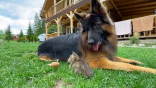 Illustration de l'article : Ce Berger Allemand turbulent s’apaise en devenant la nounou de petits chatons (vidéo)