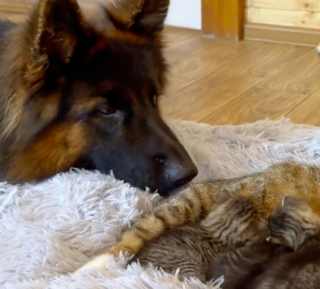 Illustration de l'article : Ce Berger Allemand turbulent s’apaise en devenant la nounou de petits chatons (vidéo)