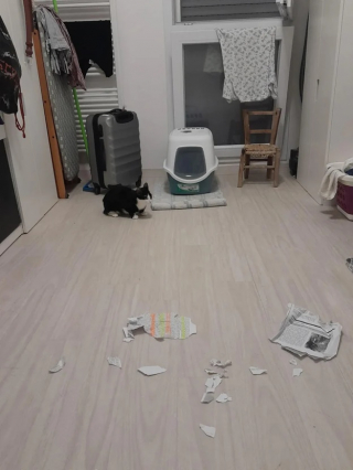 Illustration de l'article : Un étudiant sauve un chat errant qui mange son devoir à rendre pour le lendemain