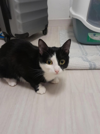 Illustration de l'article : Un étudiant sauve un chat errant qui mange son devoir à rendre pour le lendemain