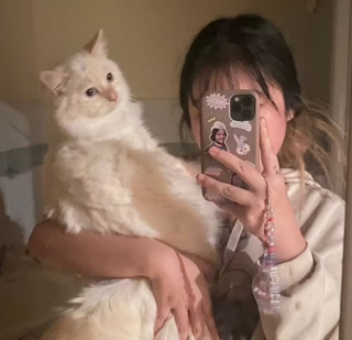 Illustration de l'article : Une étudiante tente de réunir plus de 60 000 € pour sauver son chat gravement malade