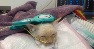 Illustration de l'article : Une étudiante tente de réunir plus de 60 000 € pour sauver son chat gravement malade