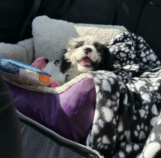 Illustration de l'article : 10 photos de chats et de chiens terriblement craquants