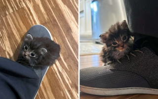 Illustration de l'article : 10 photos de chats et de chiens terriblement craquants