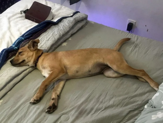 Illustration de l'article : 10 photos de chats et de chiens terriblement craquants