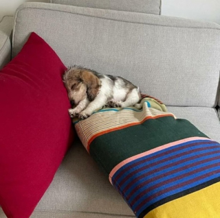 Illustration de l'article : 10 photos de chats et de chiens terriblement craquants