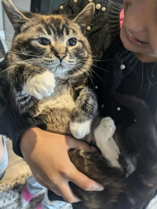 Illustration de l'article : 10 photos de chats et de chiens terriblement craquants