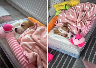 Illustration de l'article : 10 photos de chats et de chiens terriblement craquants