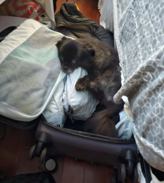 Illustration de l'article : 10 photos de chats et de chiens terriblement craquants