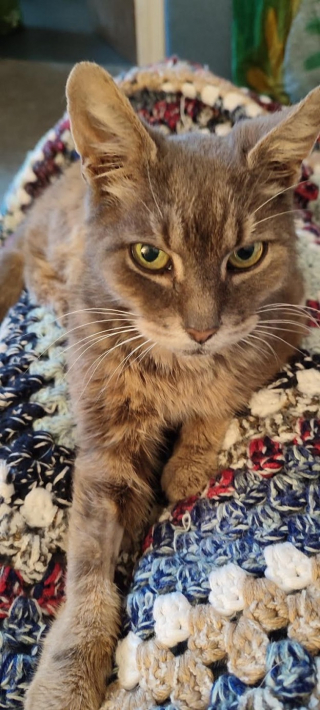 Illustration de l'article : Un chat disparaît pendant 10 ans puis retrouve son maître de façon surprenante