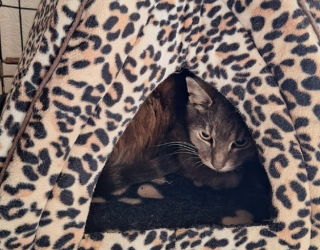 Illustration de l'article : Un chat disparaît pendant 10 ans puis retrouve son maître de façon surprenante