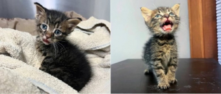 Illustration de l'article : Ce chaton à la mâchoire brisée trouve enfin un foyer capable de l’aimer