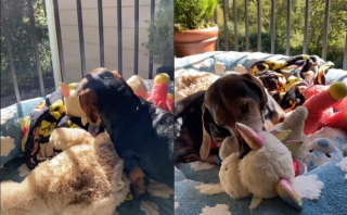 Illustration de l'article : Ce chien transporte toutes ses peluches dehors pour leur donner un bain de soleil (vidéo)