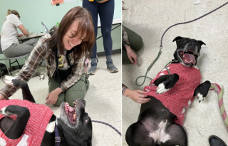 Illustration de l'article : L’équipe d’un refuge se réunit pour fêter l’adoption d’une chienne cherchant une famille depuis 4 ans