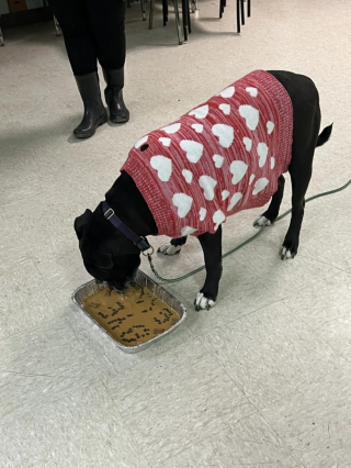 Illustration de l'article : L’équipe d’un refuge se réunit pour fêter l’adoption d’une chienne cherchant une famille depuis 4 ans