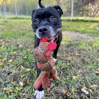 Illustration de l'article : L’équipe d’un refuge se réunit pour fêter l’adoption d’une chienne cherchant une famille depuis 4 ans