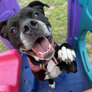 Illustration de l'article : L’équipe d’un refuge se réunit pour fêter l’adoption d’une chienne cherchant une famille depuis 4 ans