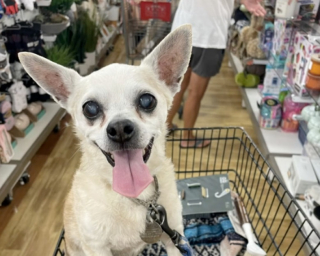 Illustration de l'article : Ce vieux Chihuahua de 18 ans est adopté et profite enfin d’une retraite bien méritée (vidéo)