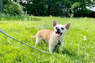 Illustration de l'article : Ce vieux Chihuahua de 18 ans est adopté et profite enfin d’une retraite bien méritée (vidéo)