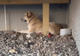 Illustration de l'article : Une femme part faire les courses… et revient avec un chien à la maison (vidéo)